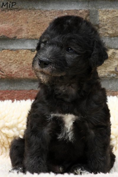 2011-05-28 Puppies Candy & Svet (22).jpg